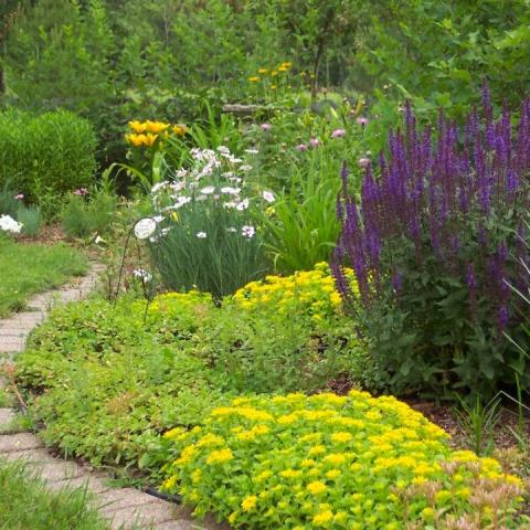 Garden with purple and yellow flowers