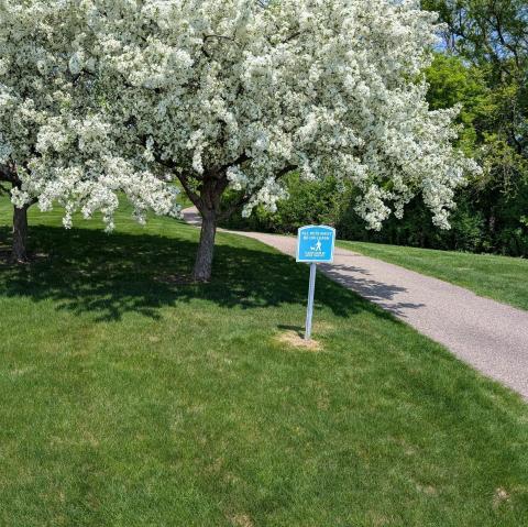 a crabapple tree in blume, with white flowers, next to a bike path