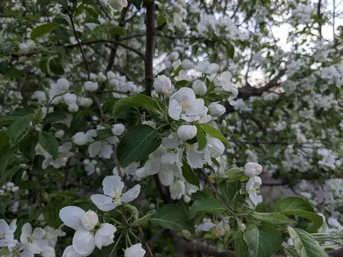 An image of a dense cluster of apple or crabapple blossoms growing on a tree branch. The flowers feature five delicate white petals with a cluster of pale yellow stamens in the center. Several tight, unopened flower buds show a faint pink blush. Vibrant green leaves with finely serrated edges surround the blossoms, and the background is filled with a soft-focus blur of more white flowers and branches.