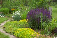 Garden with purple and yellow flowers