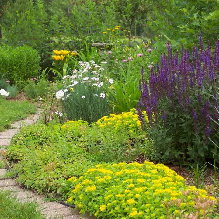 Garden with purple and yellow flowers