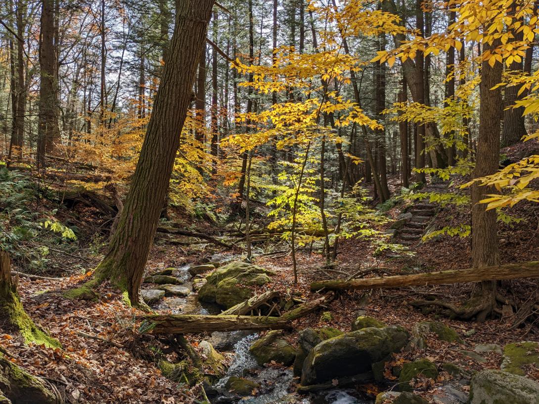 Fall leaves in the woods with a creek and a path up a hill at Kripalu