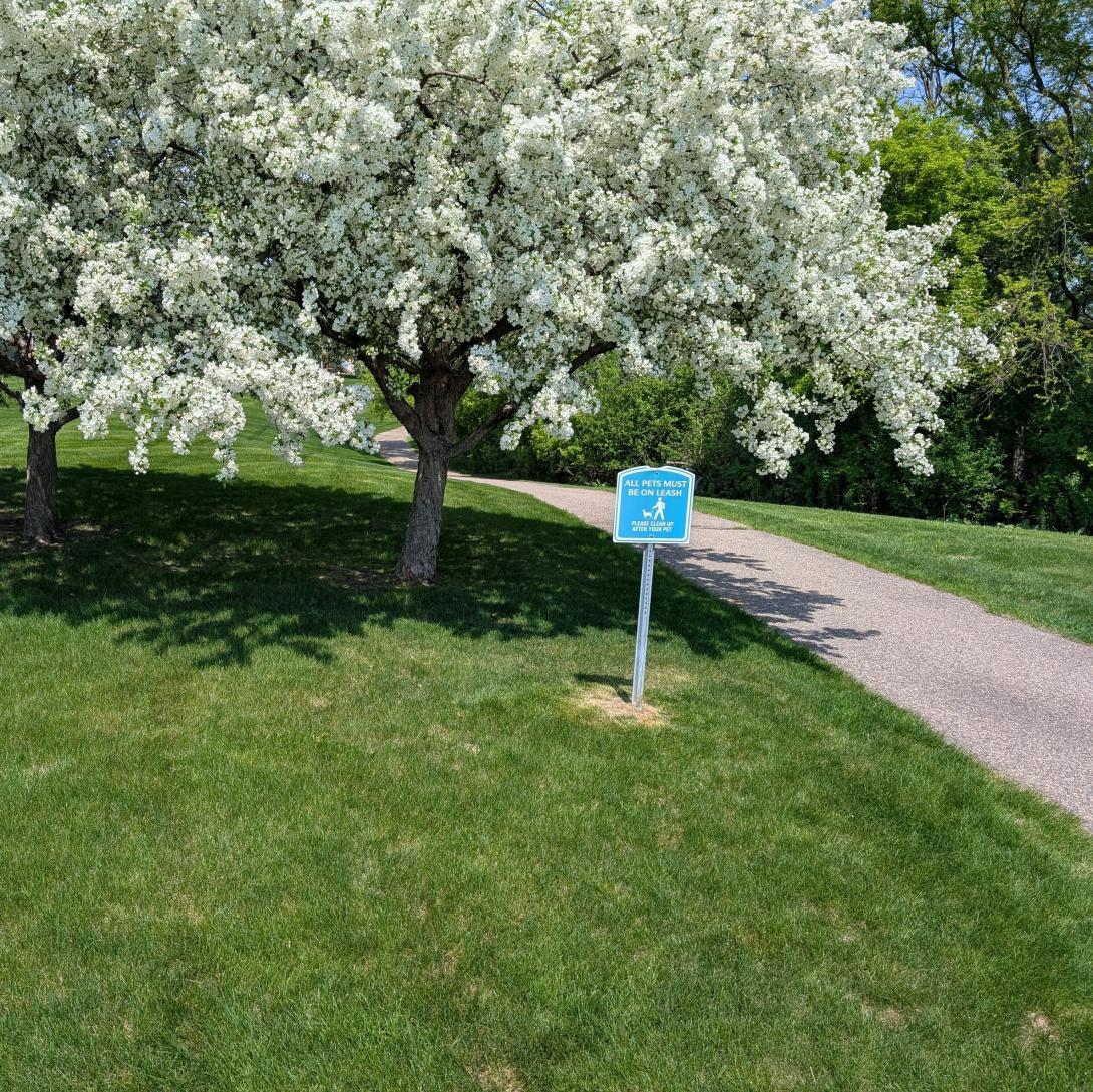 a crabapple tree in blume, with white flowers, next to a bike path