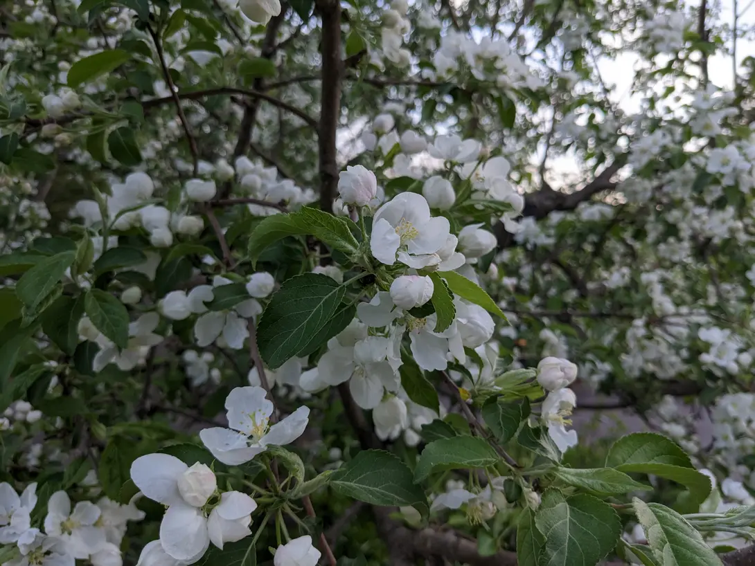 An image of a dense cluster of apple or crabapple blossoms growing on a tree branch. The flowers feature five delicate white petals with a cluster of pale yellow stamens in the center. Several tight, unopened flower buds show a faint pink blush. Vibrant green leaves with finely serrated edges surround the blossoms, and the background is filled with a soft-focus blur of more white flowers and branches.