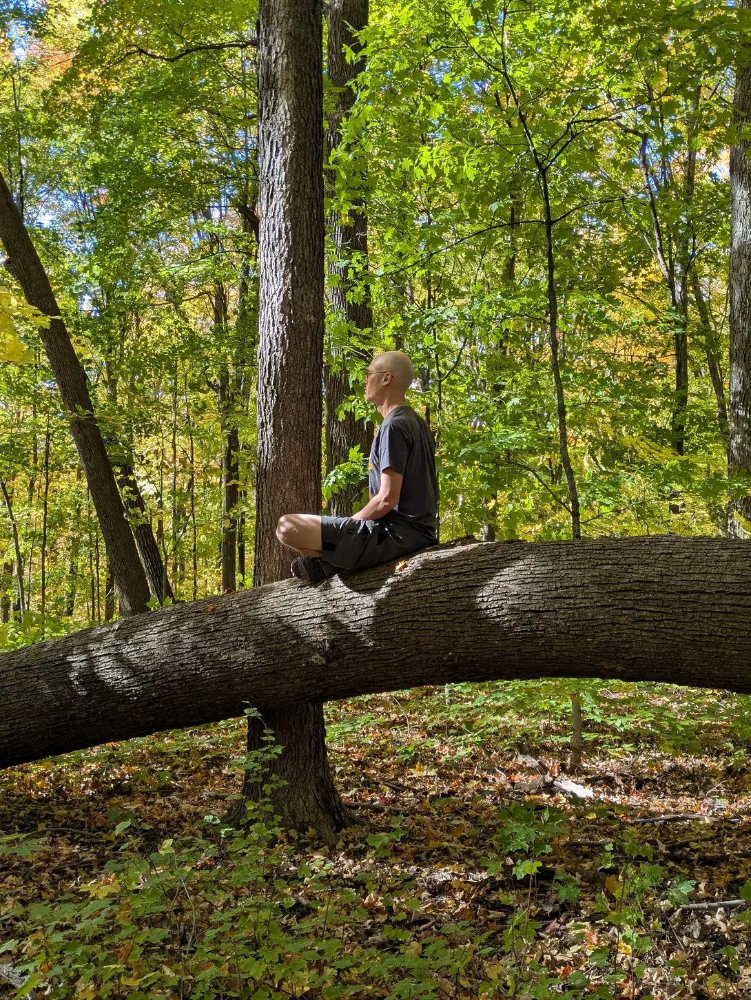 A bald man sitting cross-legged in meditation atop a large fallen tree trunk surrounded by autumn woods.